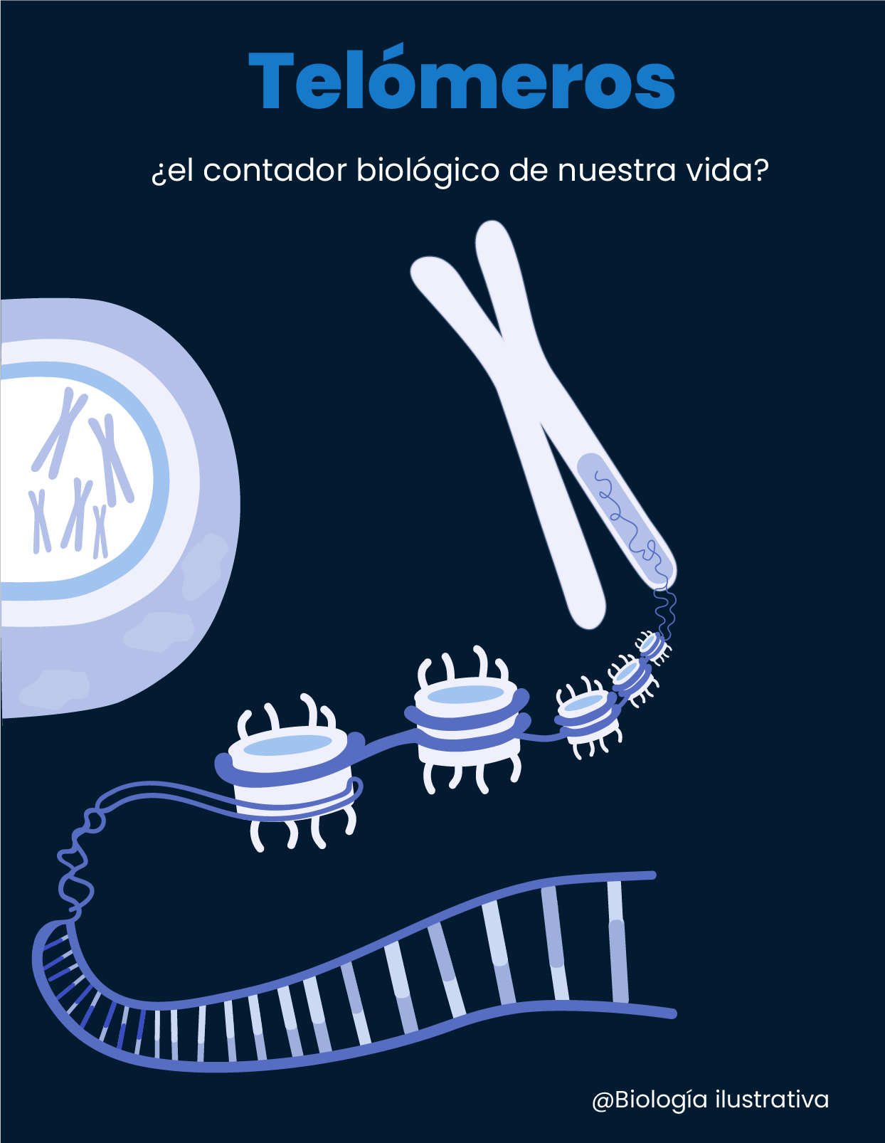 Ilustración científica de telómeros